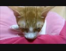 フミフミがだんだん激しくなってきました・・