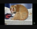 動物救護団体ACRESにより救助されたスローロリス