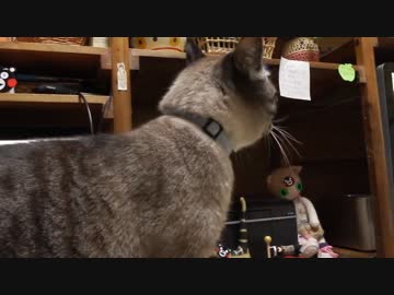 黒猫が家にやってきた！【その２】ジャンくんテリトリーをチェック