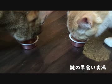 猫コンテストの結果が届いたので猫とレビューしてみた