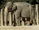 アジアゾウ、謎のステップ（千葉市動物公園）