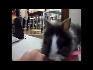 うちのうさぎ(ライオン)2016/4/29
