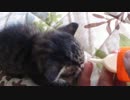 猫を保護しました【４日目】きたぜ哺乳瓶！(失敗)