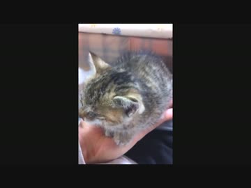 【野良にゃん】我が家に猫がやってきた.その2【育成記】