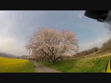 【2016】花めぐりツーリング【のんびりセローで】