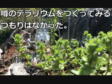 噂のテラリウムをつくってみるつもりはなかった【電波屋工房】