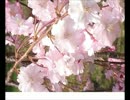 桜想う季節