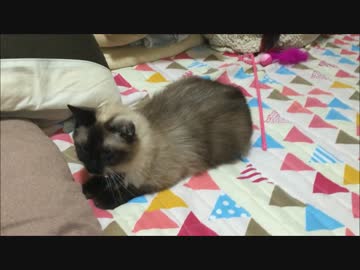 すごくあそびたいたぬきねこ