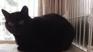黒猫が家にやってきた！【その７】朝が来た　トイレはしてないね