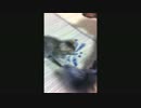 【ぬこvsイッヌ】我が家に猫がやってきた.その3【異種格闘技編】