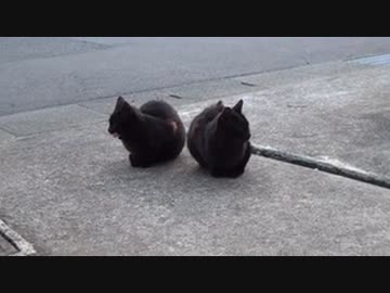 黒猫'兄弟と見切れてるキジトラ