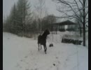 季節外れの積雪と愛馬ポーレ②