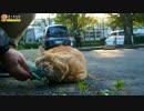 茶トラをいい顔に