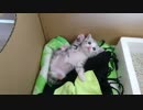 生後1か月ぐらいの子猫を拾いました