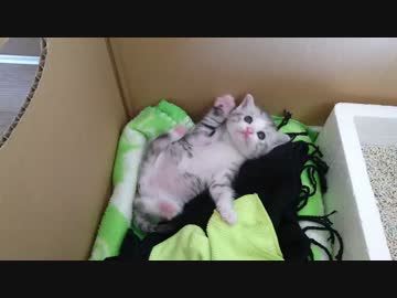 生後1か月ぐらいの子猫を拾いました