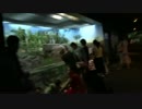 【マイルで上海】 4 上海観光三日目②  上海海洋水族館を17分で全部見る！