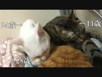 三色猫団子