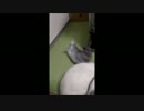 壁の先が気になりすぎてそのまま一回転する赤ちゃんウサギ