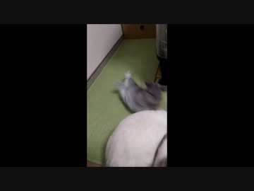 壁の先が気になりすぎてそのまま一回転する赤ちゃんウサギ