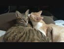 【定点猫観察】抱き合って寝る猫たちを観察！【かわいい】
