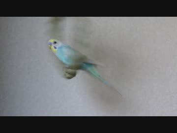人気の ぴよぴよ動画 動画 338本 5 ニコニコ動画