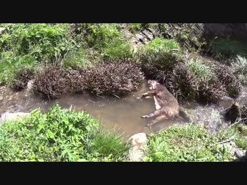 狩猟の現場から　猪　後編【有害鳥獣駆除】