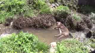 狩猟の現場から　猪　後編【有害鳥獣駆除】