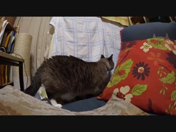 黒猫が家にやってきた！【その１０】ついにやった‥覗いちゃダメでしょ