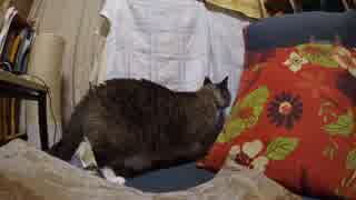 黒猫が家にやってきた！【その１０】ついにやった‥覗いちゃダメでしょ