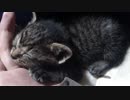 猫を保護しました【７日目】10分耐久