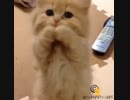 おねだりする子ネコちゃん！！！！！