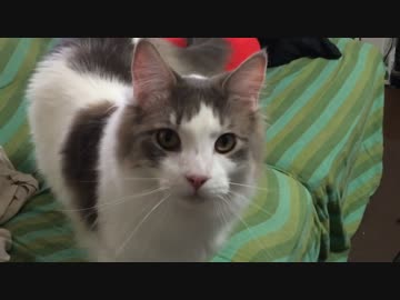 クッションふみふみを堪能するハート柄ののねこ