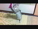 【野良にゃん】我が家に猫がやってきた.その4【猫じゃらしデビュー編】