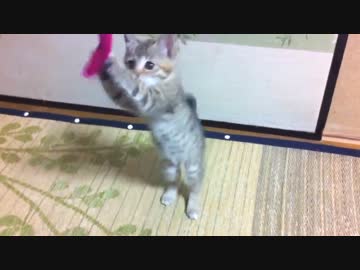 【野良にゃん】我が家に猫がやってきた.その4【猫じゃらしデビュー編】