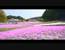 芝桜／花のじゅうたんin三田