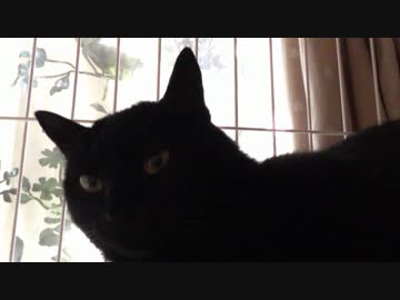 黒猫が家にやってきた！【その１４】名前を何にするのか迷ってます