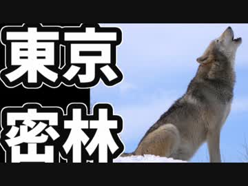 東京で弱肉強食トーキョージャングル実況プレイ【22】