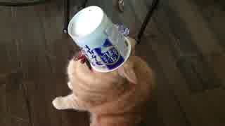 ぺろぺろぺろぺろ