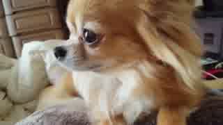 【ちゃ】おじゃましまんにゃわ～【ちゃ】