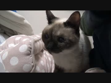 元・さすらいのチョコ猫、再び我が家を来訪する