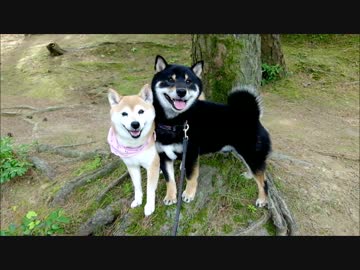 離れてもくっつくなかよし柴犬