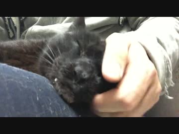 元・最強の皇帝猫、隠居生活を満喫する