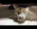 野良猫が勝手に家に上がりこんでくつろいでいく件