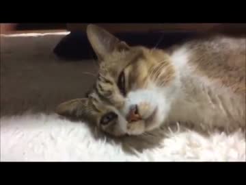 野良猫が勝手に家に上がりこんでくつろいでいく件