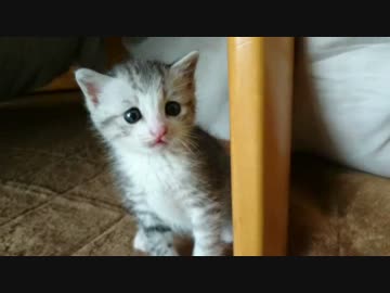 こたつとハル君