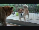 保護した犬に小屋奪われてワロタｗｗｗいやワロえない…【柴犬あずき】