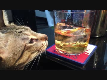猫と梅酒作り！完成編！！