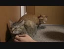 拾いねこ＠生後1398/1365日目　いやなことがあった場所へ叫ぶ月音さん