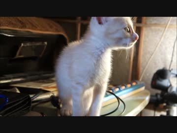 ある日の子猫