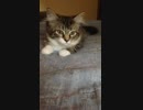 これが本来の猫耳の動きよ！！